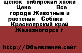 щенок  сибирский хаски › Цена ­ 12 000 - Все города Животные и растения » Собаки   . Красноярский край,Железногорск г.